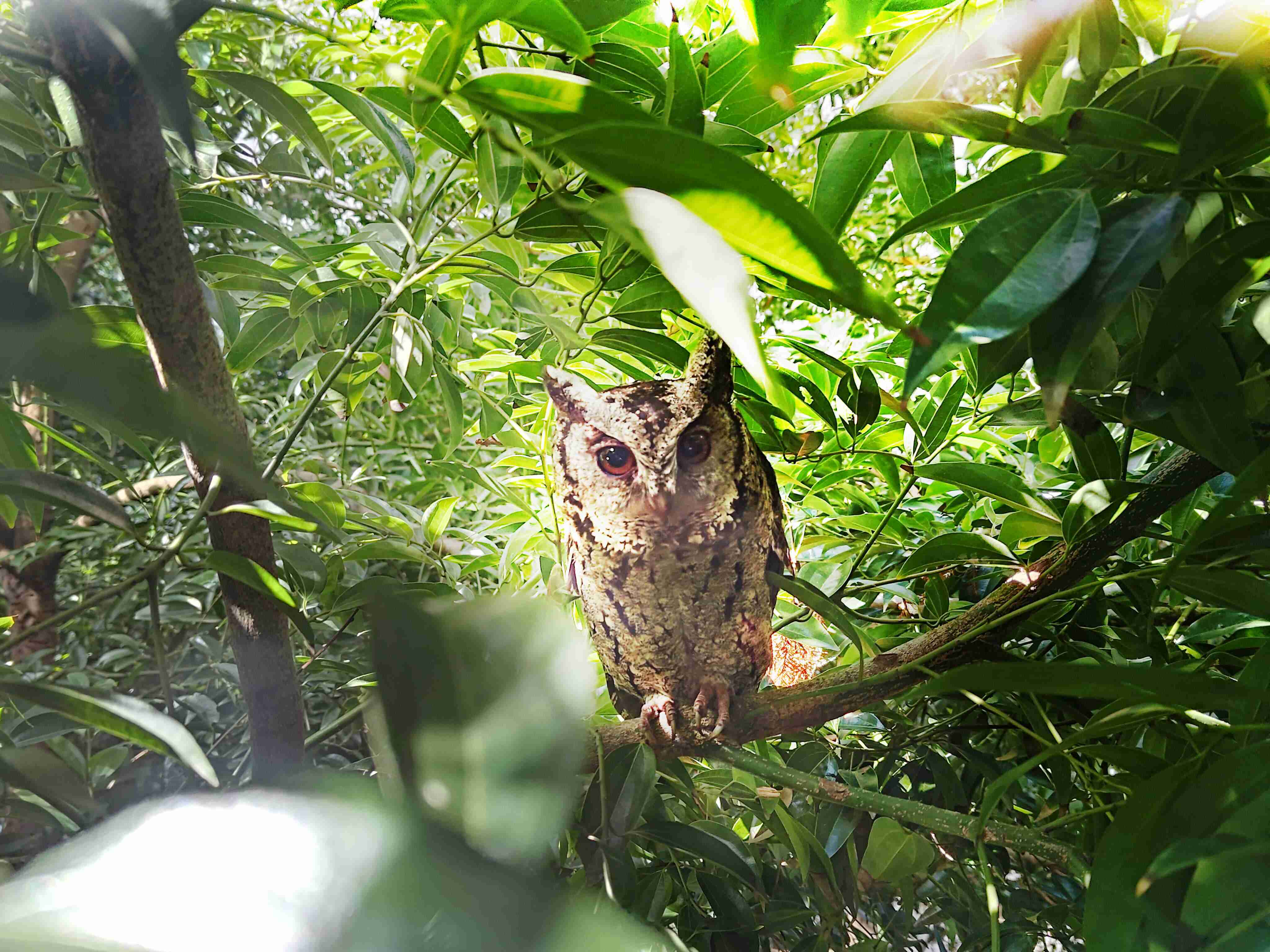 尊龙z6致力提倡净零绿生活，，，，16年以来在全球各厂区植树逾百万棵，，造就各厂区树木蔚然成林，，，犹如森林工厂，，成为许多生物的栖息地